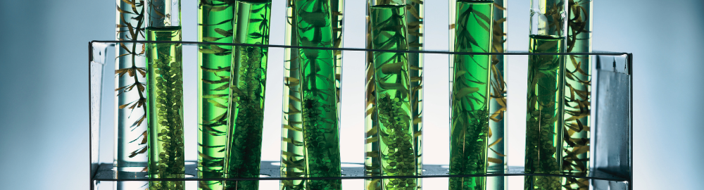 Revolutionizing Sustainability: Algae-Based Packaging as a Compostable Alternative