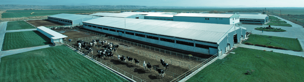 Unlocking Livestock Sustainability: Trends and Forecasts in Feed Enzymes