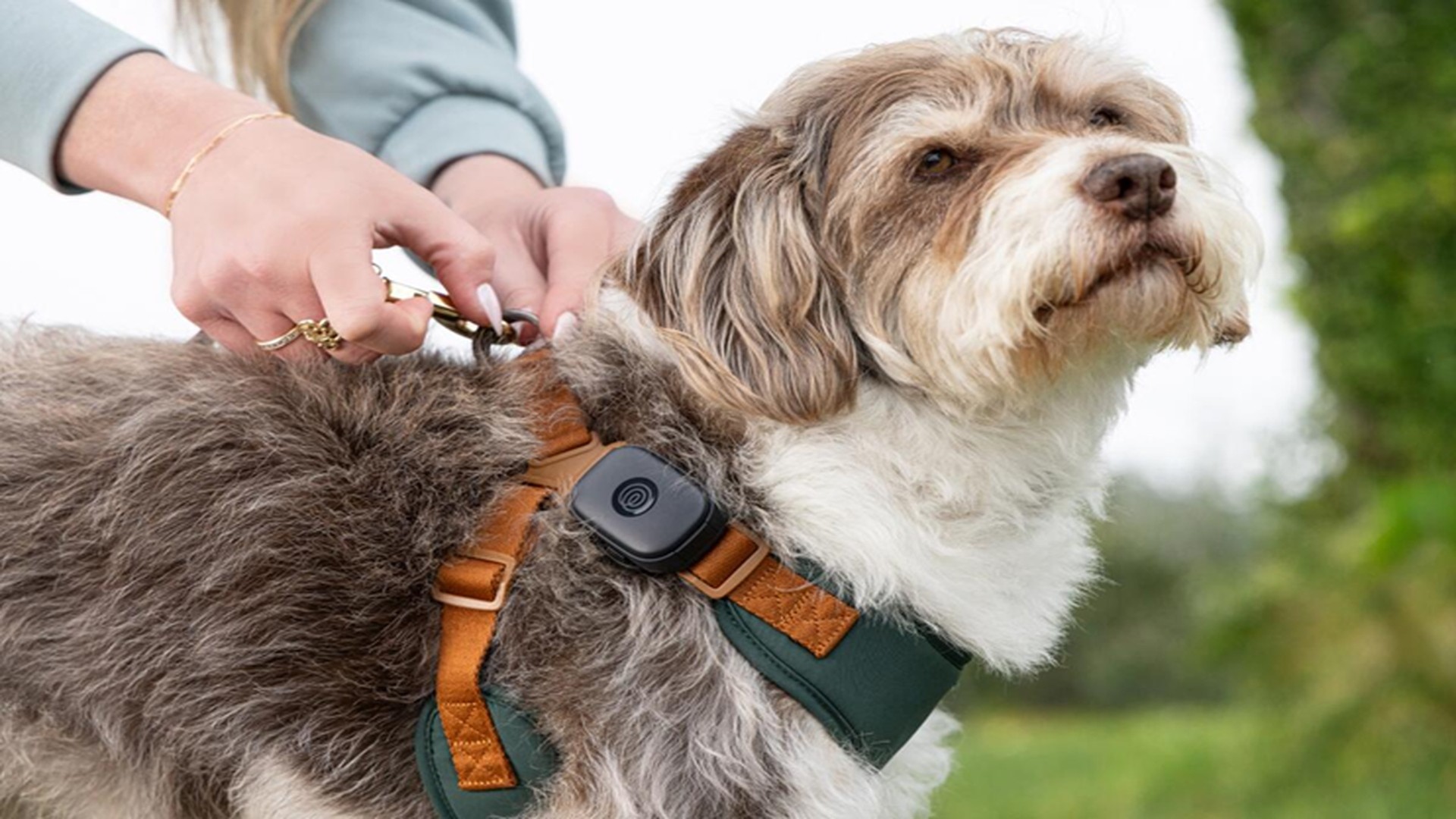 How Smart Wearables Are Redefining Pet Care: The Innovation Revolution