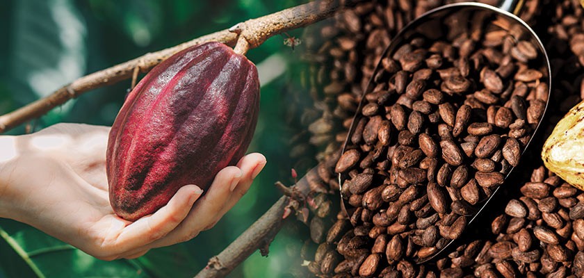 Promising Cocoa Alternatives: Cocoa Solid and Cocoa Butter Substitutes Reshaping the Chocolate Industry