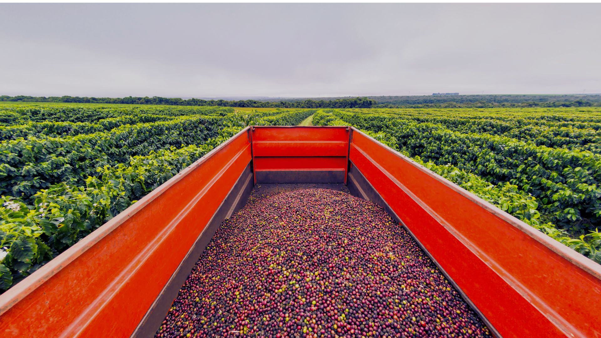 Regenerative Agriculture in Coffee: How Ethical Sourcing is Brewing a New Market Standard