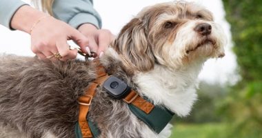 How Smart Wearables Are Redefining Pet Care The Innovation Revolution